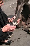 GRIFFES - DOGUE ALLEMAND 053